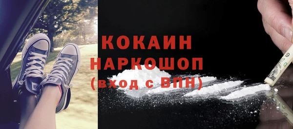 сатива Карпинск